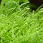 植栽から84日目　ウォーターローン